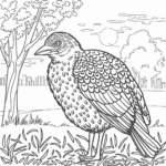 polskie ptaki kolorowanka